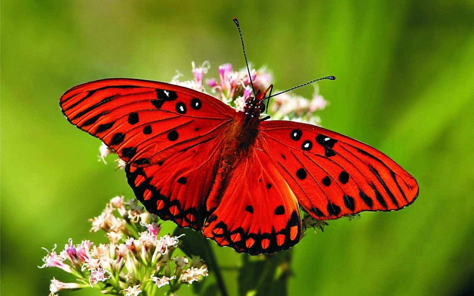 Mariposa Roja