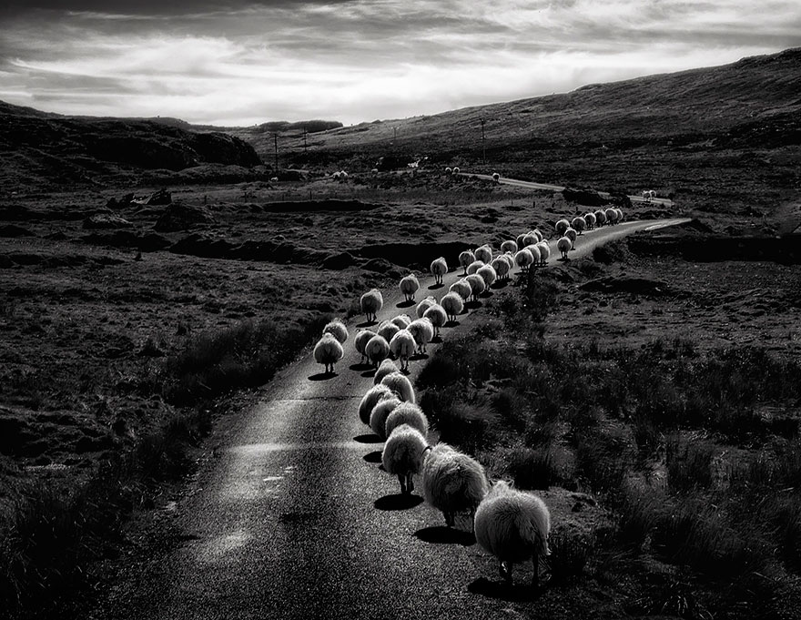 Sheep Herds Around The World 2