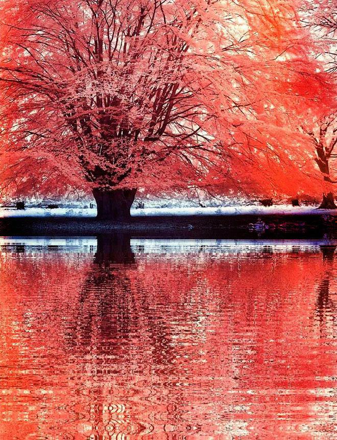 13 Infrared Photography Michi Lauke