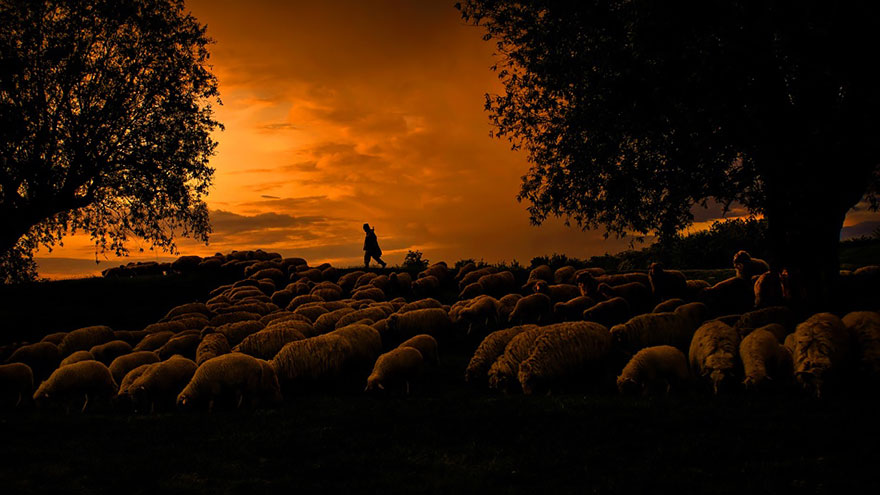 Sheep Herds Around The World 22
