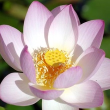 Le lotus sacré