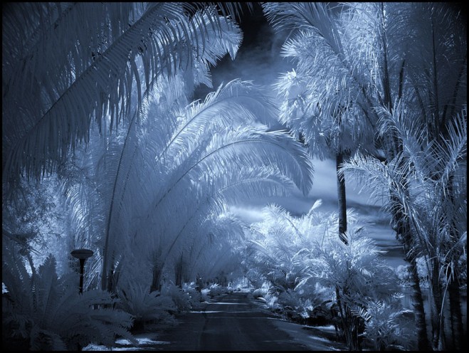 27 Infrared Photography Preview