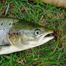 Salmon Fishing in Asturias