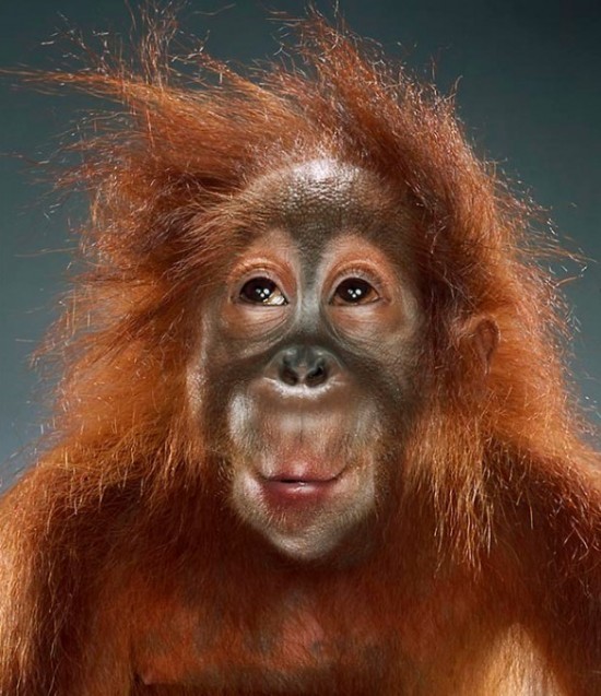 Monkey Portrait Jill Greenberg 8 550x637